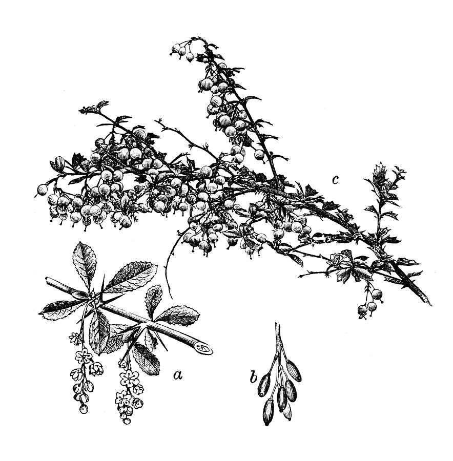 Antique illustration of Barberry (Berberis vulgaris) Drawing by Ilbusca