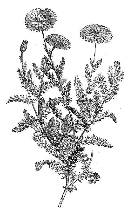 Antique illustration of chamomile (Matricaria chamomilla) Drawing by Ilbusca