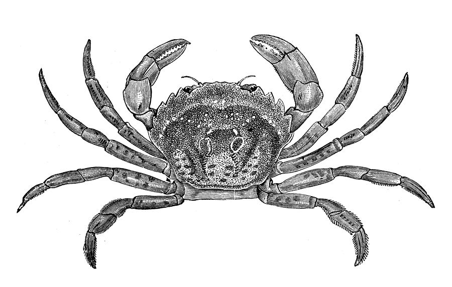 Antique illustration of common shore crab (Carcinus maenas) Drawing by Ilbusca