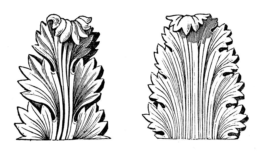 Antique illustration of Greek Acanthus (ornament) Drawing by Ilbusca