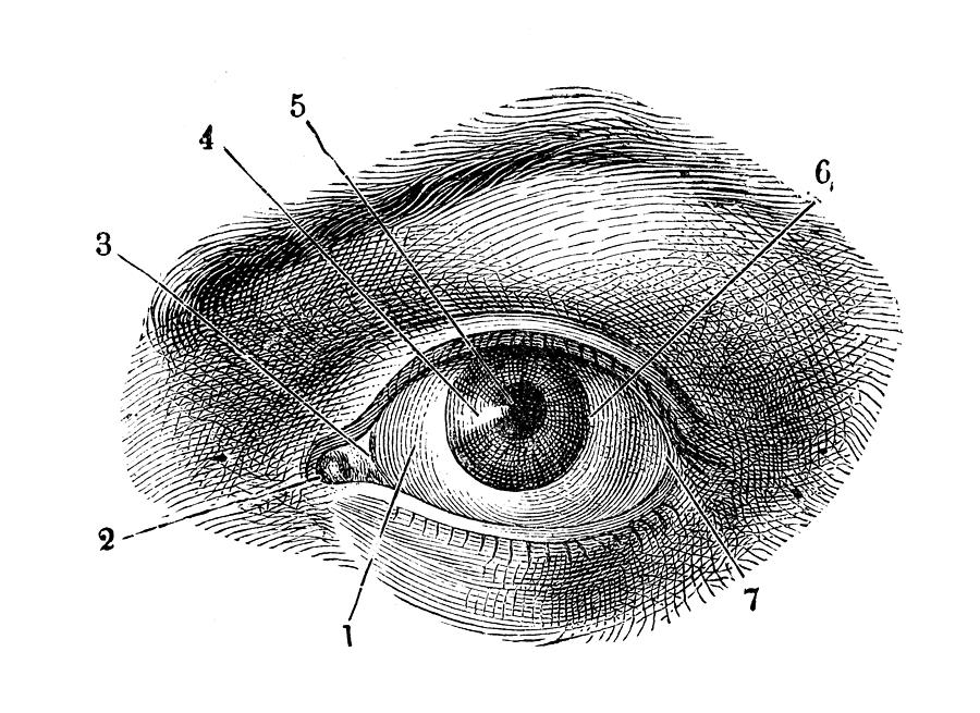 Antique illustration of human body anatomy: Human eye Drawing by Ilbusca