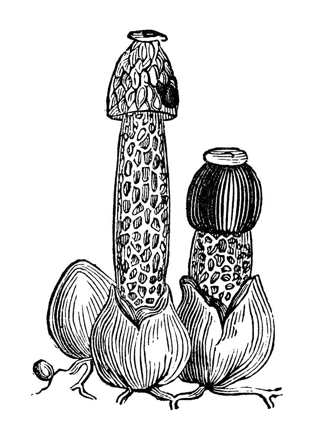 Antique illustration of stinkhorn or stinking morel (Phallus impudicus) Drawing by Ilbusca