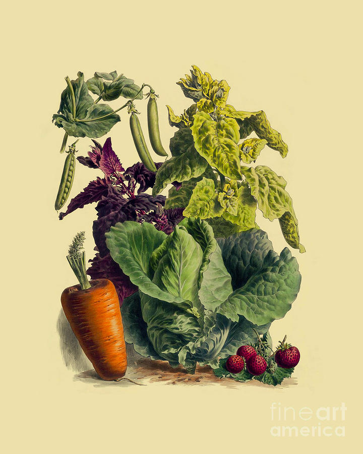 Vegetable Digital Art - Antique Kitchen Illustration by Madame Memento