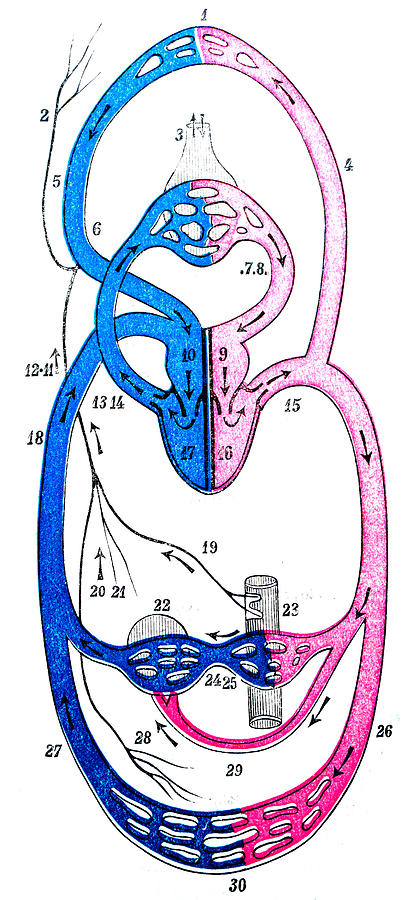 Antique medical scientific illustration high-resolution: Circulatory system in Vertebrate Drawing by Ilbusca