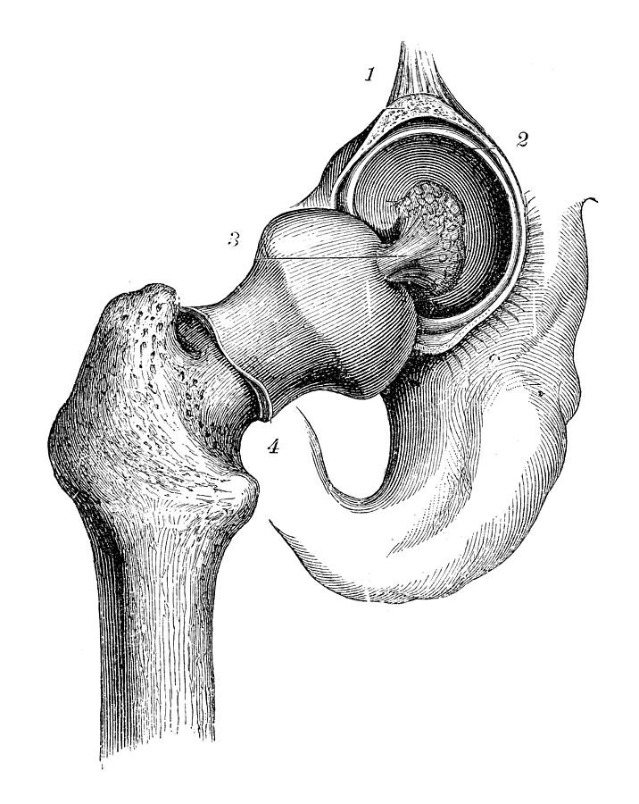 Antique medical scientific illustration high-resolution: hip joint Drawing by Ilbusca