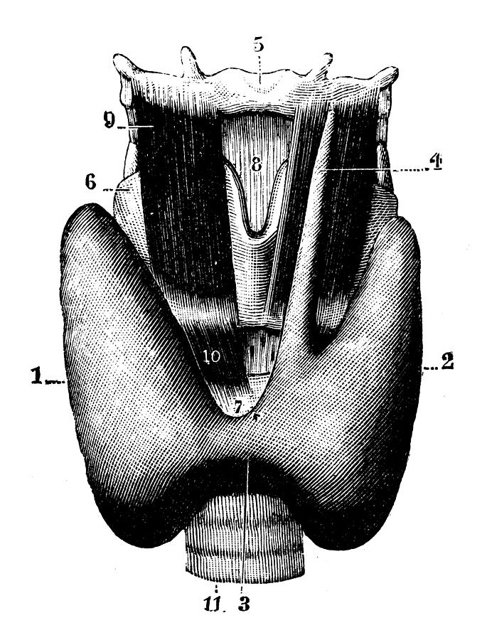 Antique medical scientific illustration high-resolution: Thyroid gland Drawing by Ilbusca