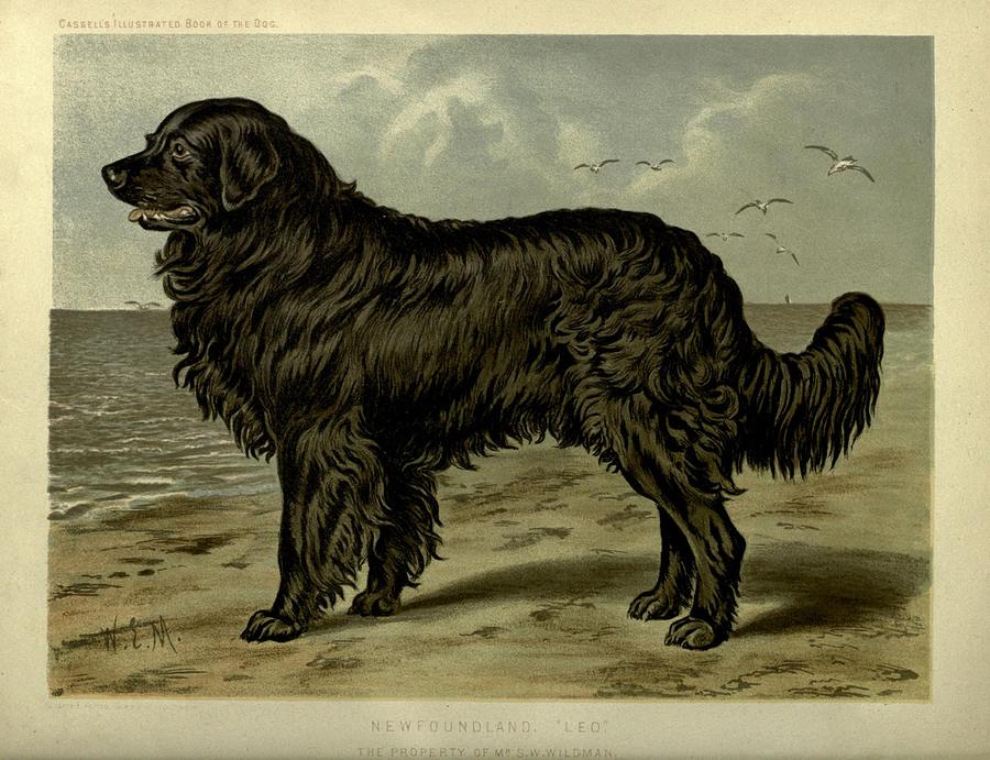 Antique Newfoundland Dog illustration Mixed Media by World Art Collective