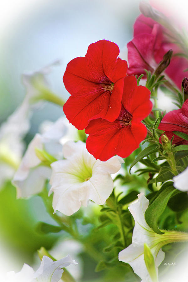 Antique Petunia Flowers Photograph by Christina Rollo