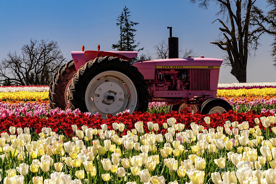 Antique Pink John Deere Tractor Tulips Photograph by Louise Magno