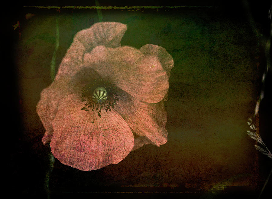 Antique Pink Poppy Photograph by Norma Brandsberg