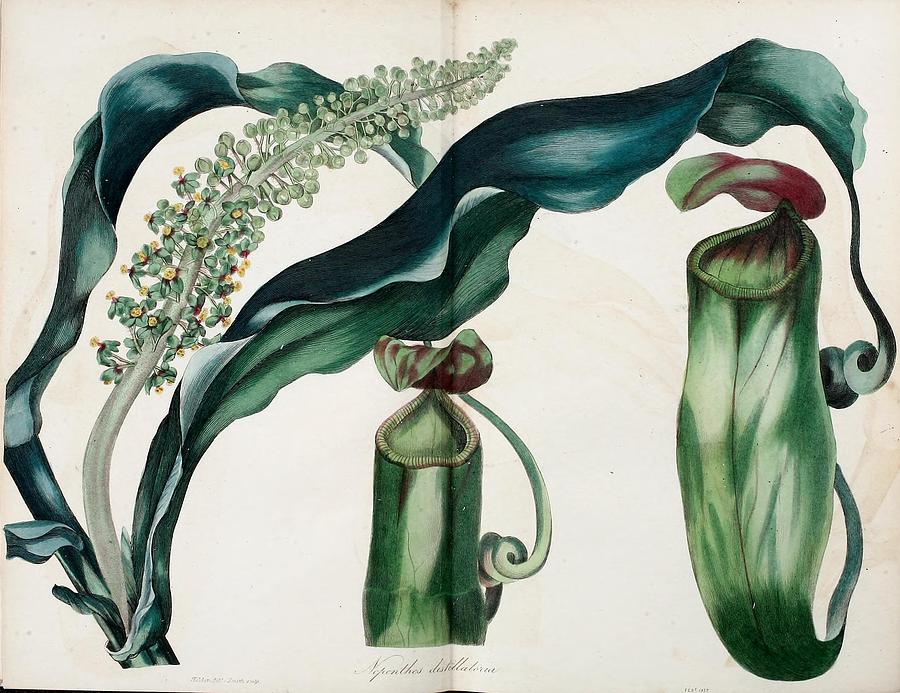 Antique Pitcher Plant Illustration Mixed Media by Beautiful Nature Prints