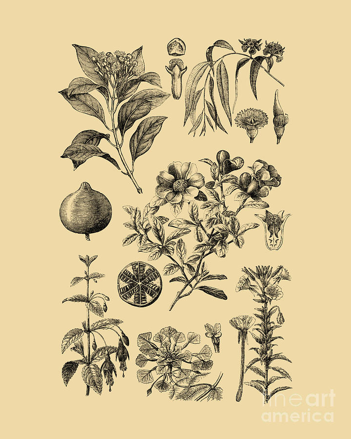 Fruit Digital Art - Antique Plant Diagram by Madame Memento