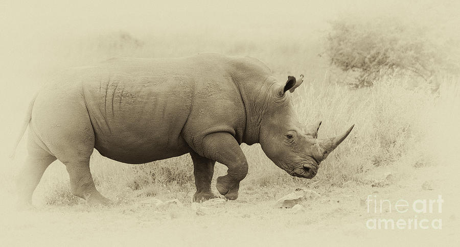 Antique Rhino Photograph by Patrick Nowotny