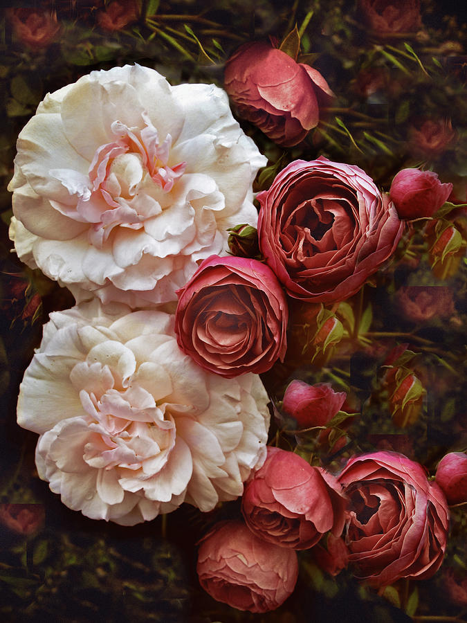 Antique Roses Photograph by Jessica Jenney