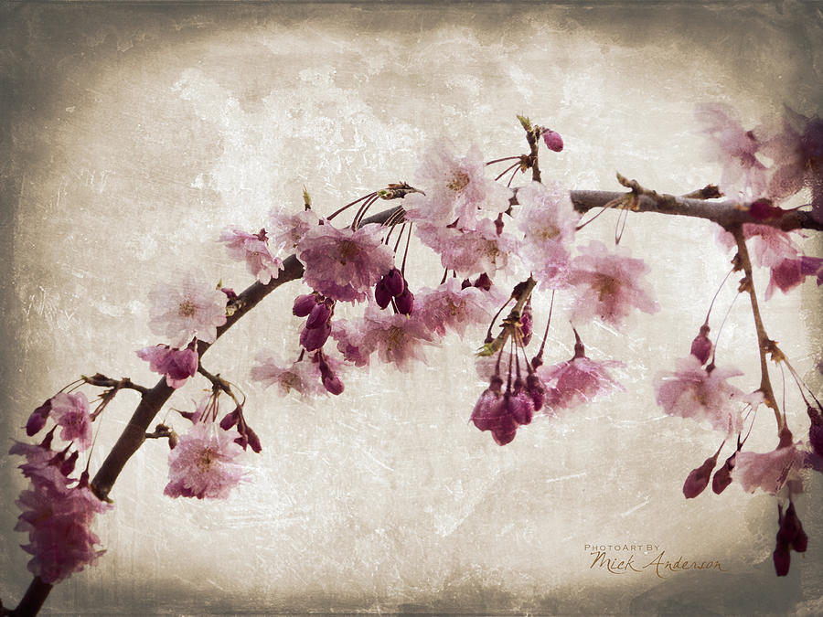 Antique Spring Blossoms Photograph