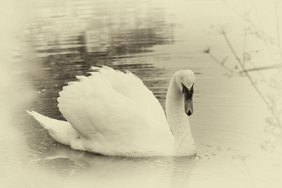 Antique Swan Photograph by Tanya C Smith