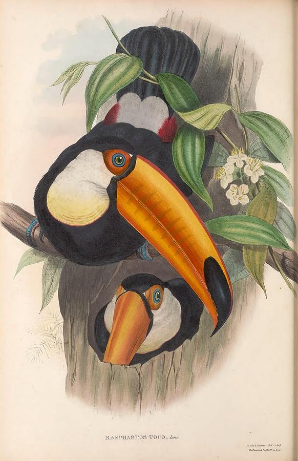 Antique Toucan Illustrations Mixed Media by World Art Collective