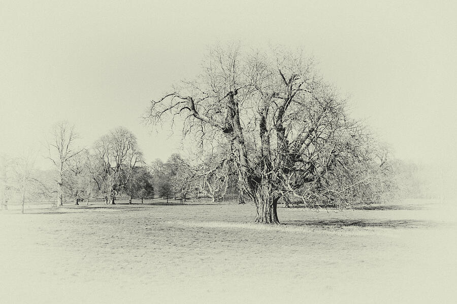 Antique Winter Oak  Photograph by Tanya C Smith