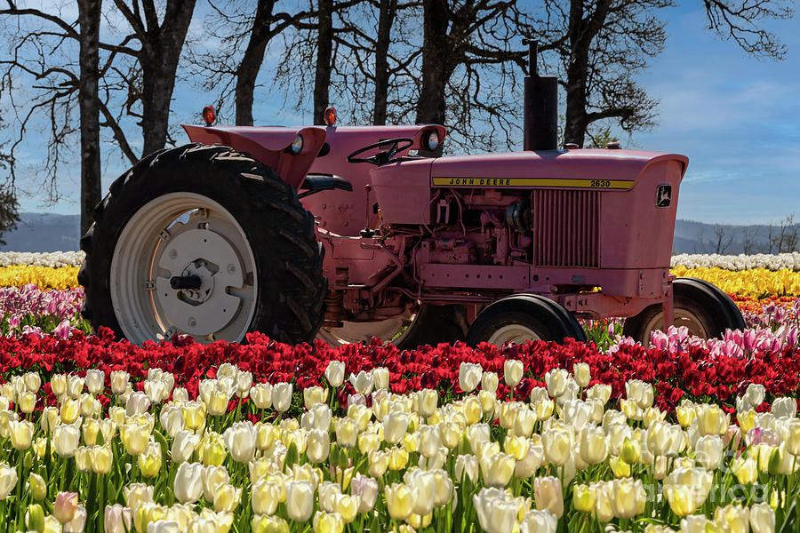 Antique Tulip Tractor Photograph by Louise Magno