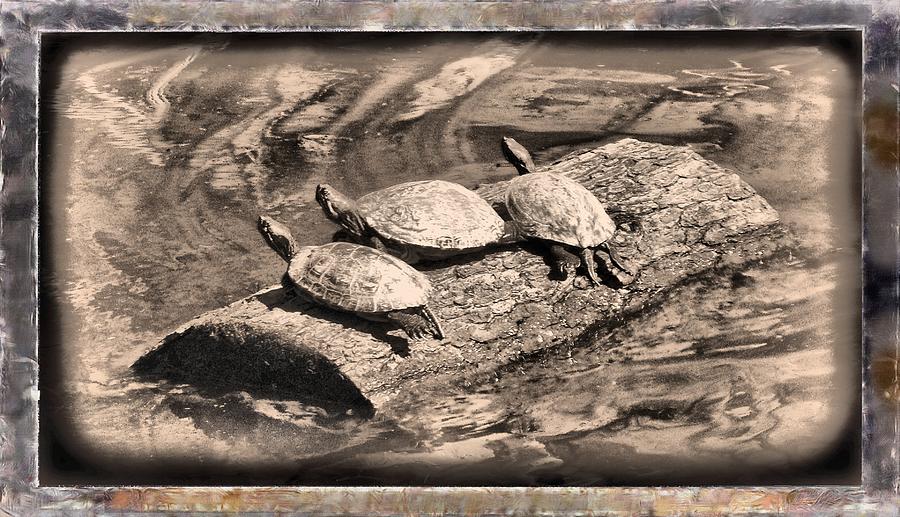 Antique Turtles Mixed Media by Christopher Reed