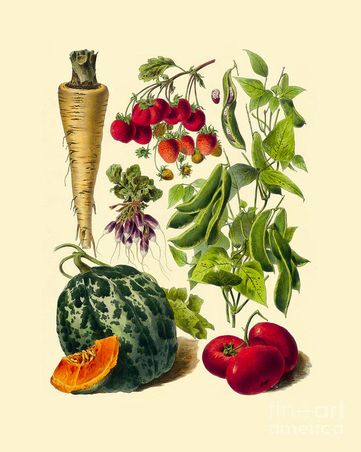 Vegetable Digital Art - Antique veggies and fruits art by Madame Memento