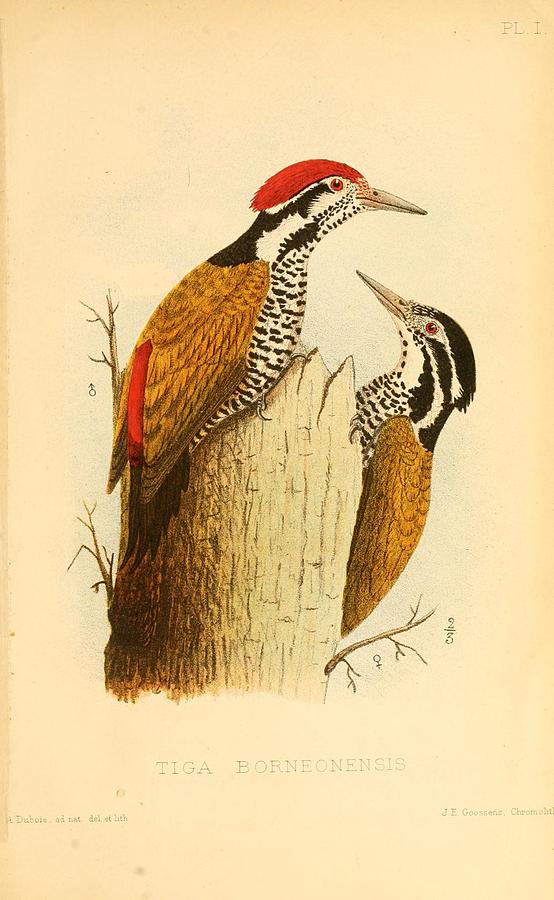 Antique Woodpecker Illustration Mixed Media by World Art Collective