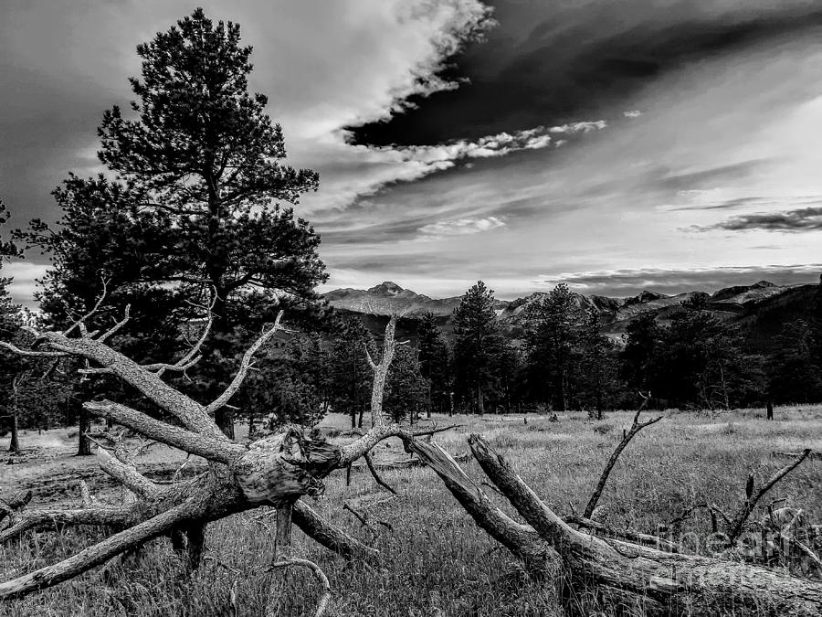 Antler Logs - Rocky Mountain National Park, Estes Park, Colorado Photograph by Dave Pellegrini
