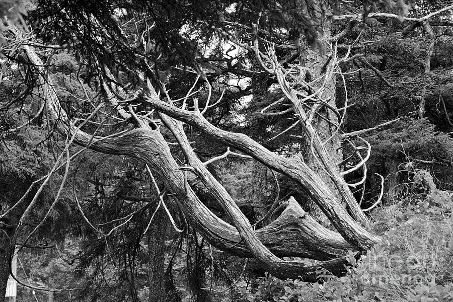 Antler Tree Photograph by Kimberly Furey