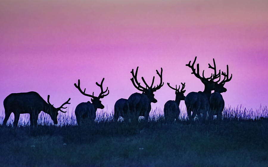 Antlers At Dawn Photograph by Gary Beeler
