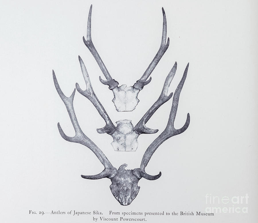 deer antlers sketch