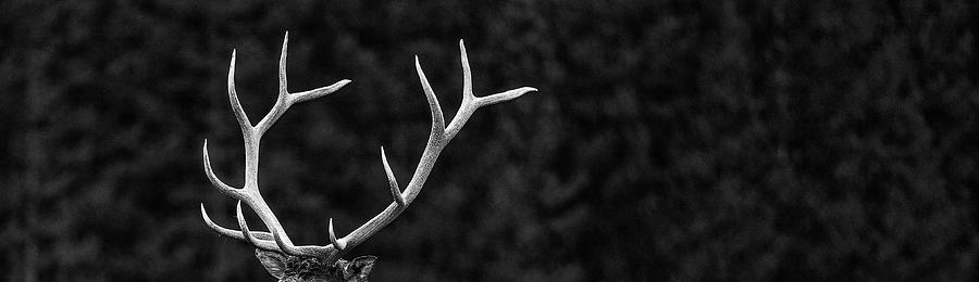 Antlers Photograph