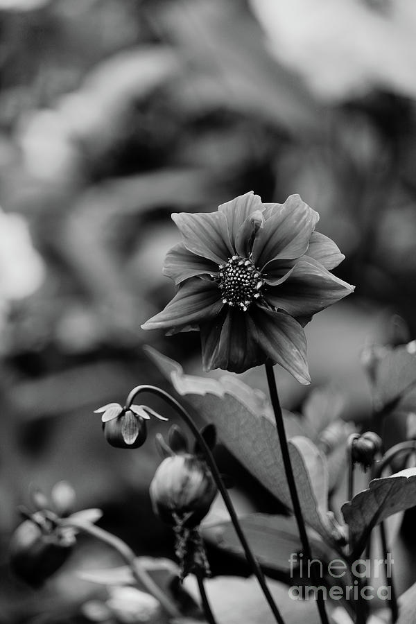 Antrim Bloom bw Photograph by Eddie Barron