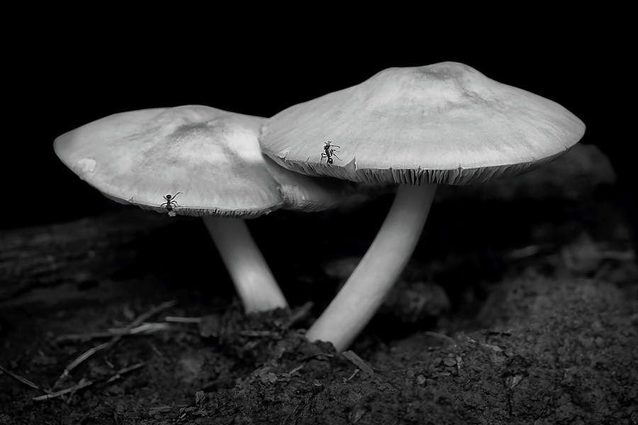 Insects Photograph - Ants and Mushrooms - Black and White by Nikolyn McDonald