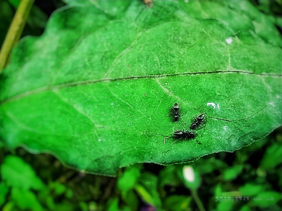 Tree Photograph - Ants by Charith Dananjaya