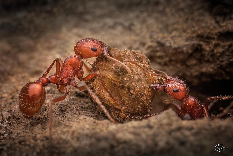 Ants Excavating Photograph by Endre Balogh