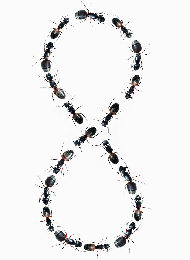 Ants in figure eight formation, overhead view Photograph by Hans Neleman