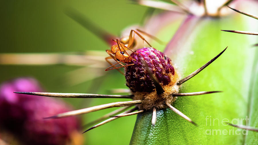 Ants in my Pants Photograph by Phillip Espinasse | Fine Art America