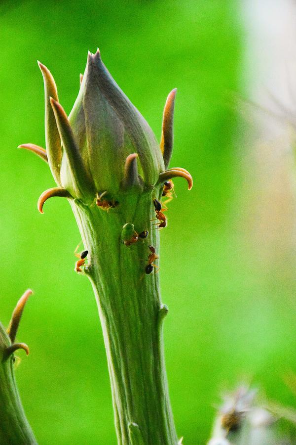 Ants on a Cereus hexagonus or lady of the night cactus  Flower Bud   Photograph by Christopher Mercer