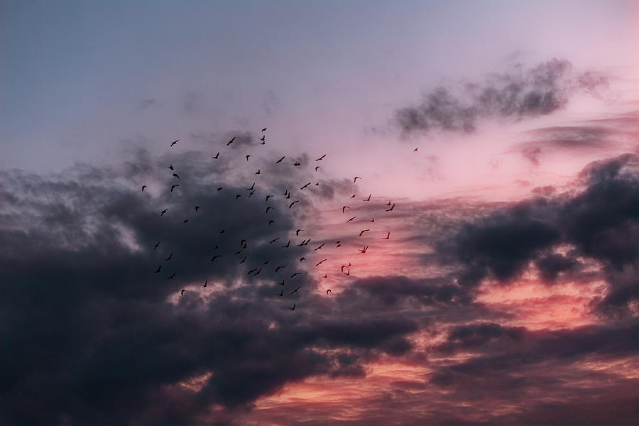 Anxiety In The Gorgeous Evening Sky Jurmala Latvian  Photograph by Aleksandrs Drozdovs