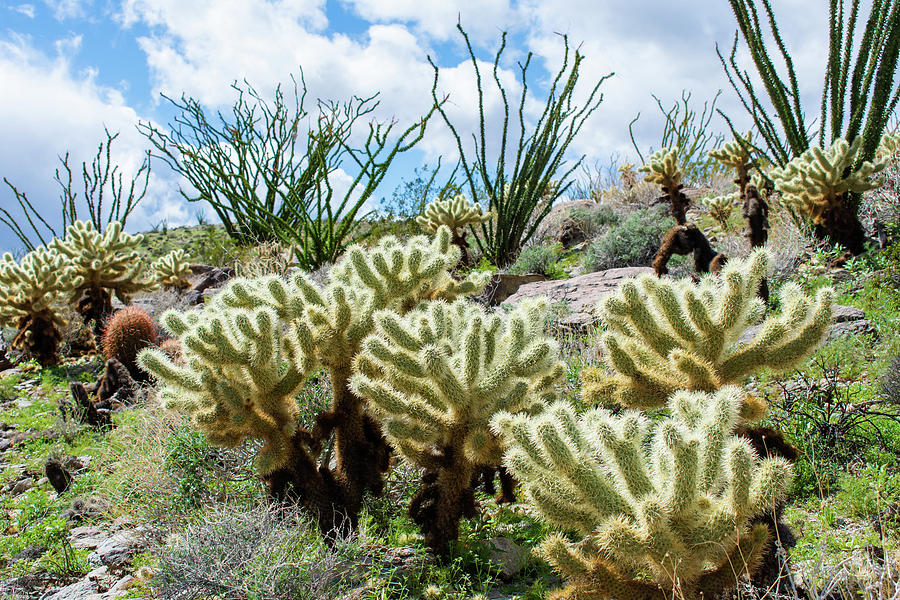 Anza Borrego Cholla Cactus Photograph by Kyle Hanson