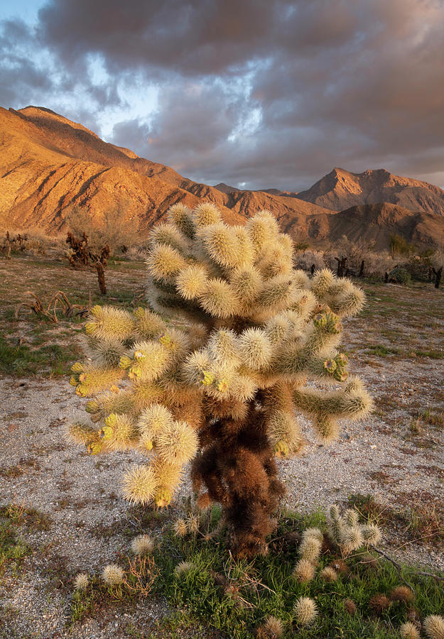 San Diego Photograph - Anza Borrego Cholla Cactus with Clouds and Rain by William Dunigan