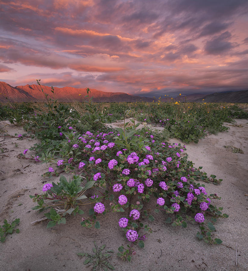 San Diego Photograph - Anza Borrego Colorful Flowers and Sky by William Dunigan