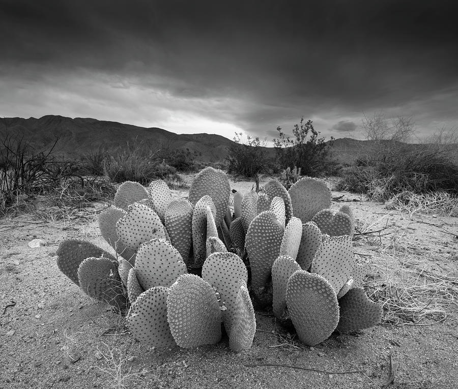 San Diego Photograph - Anza Borrego Desert Dark Clouds by William Dunigan