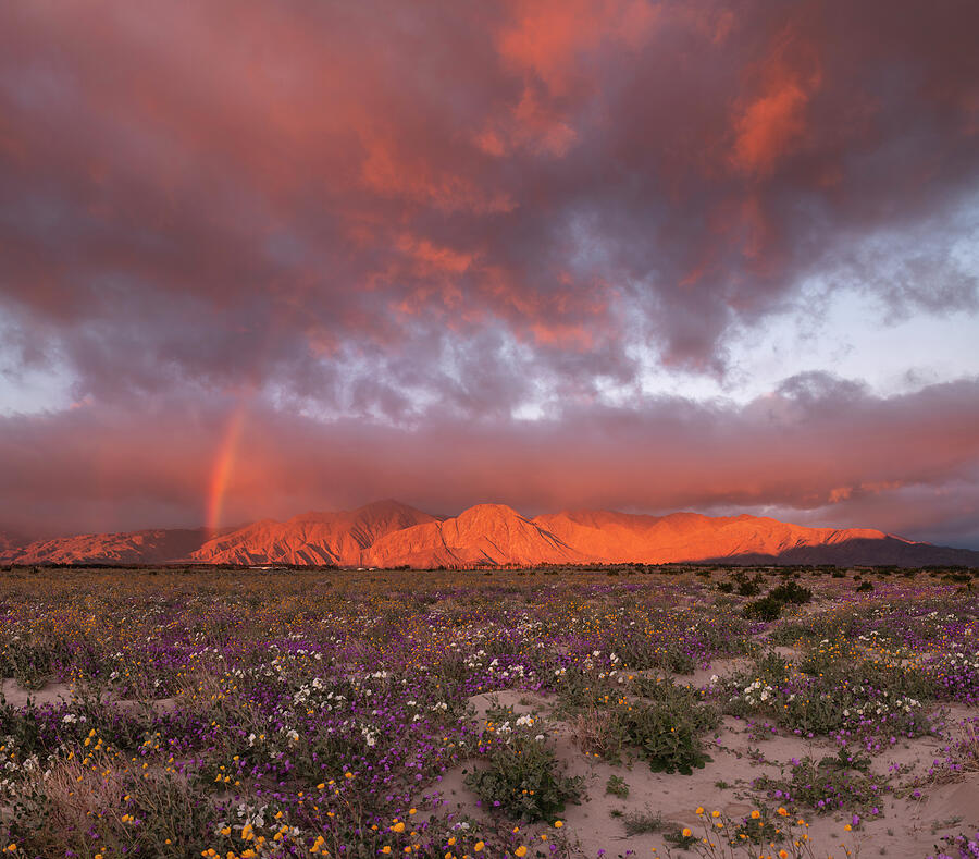 San Diego Photograph - Anza Borrego Desert Flowers and Rainbow by William Dunigan