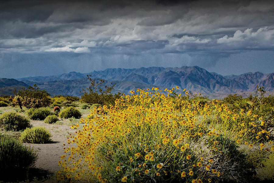 Anza-Borrego Desert Flowers Blooming Photograph by Randall Nyhof