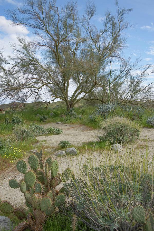 Anza Borrego Desert Landscape Photograph by Rebecca Herranen