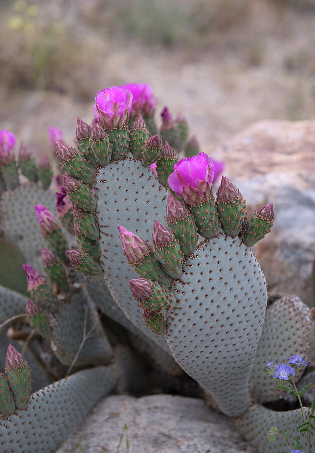 San Diego Photograph - Anza Borrego Desert Prickly Pear and Blooms by William Dunigan