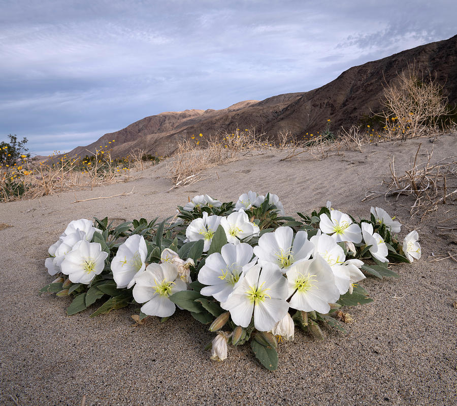 San Diego Photograph - Anza Borrego Desert Primroses by William Dunigan