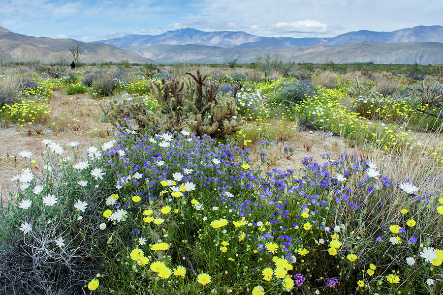 Anza Borrego Desert State Park Bloom Photograph by Kyle Hanson