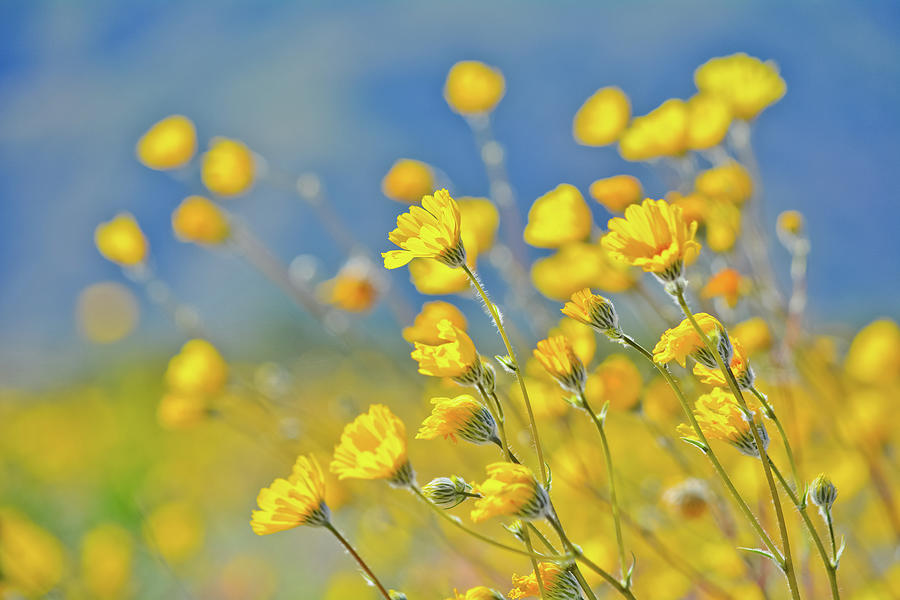 Anza Borrego Desert Sunflower Photograph by Kyle Hanson